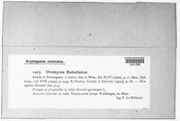 Uromyces geranii image